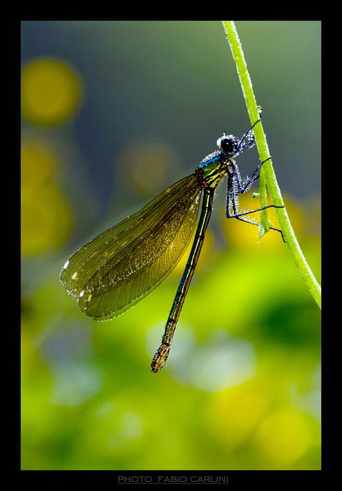 risveglio controluce