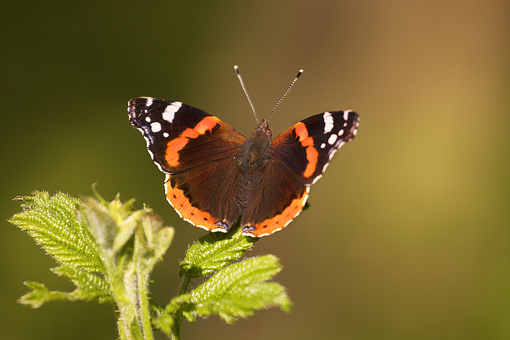 Vanessa atalanta