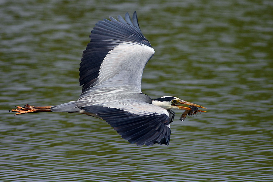 Pesce Gatto Volante ...