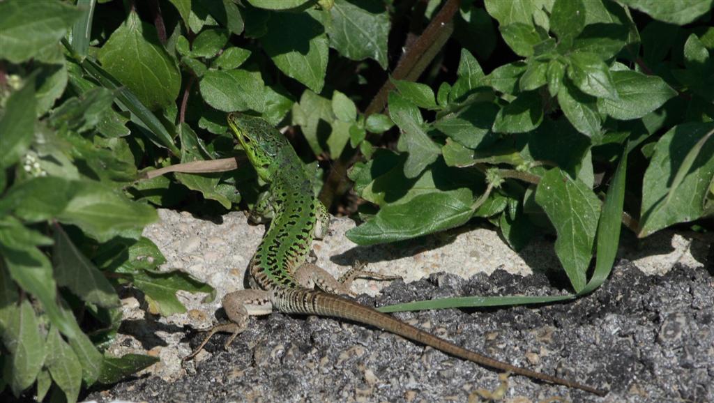 lucertola in fuga ma non troppo