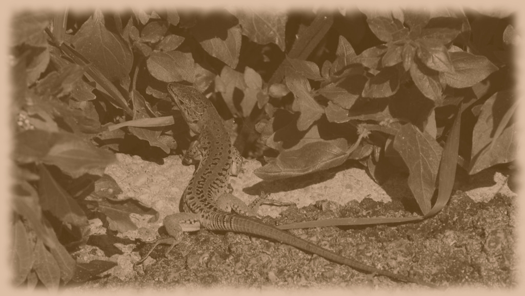 lucertola in bianco e nero