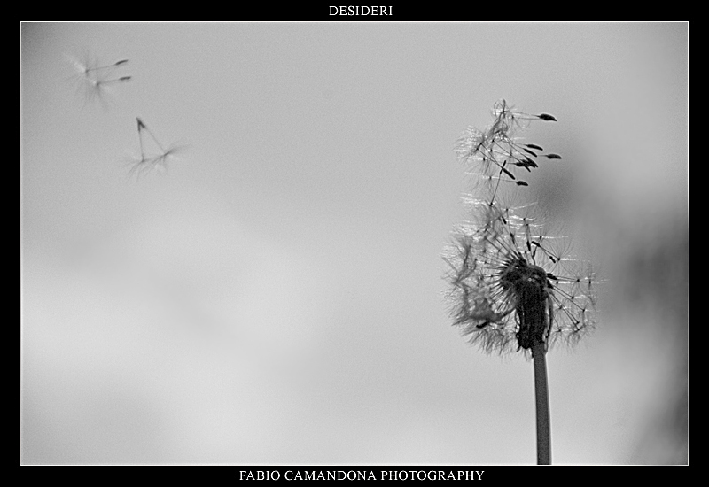 desideri