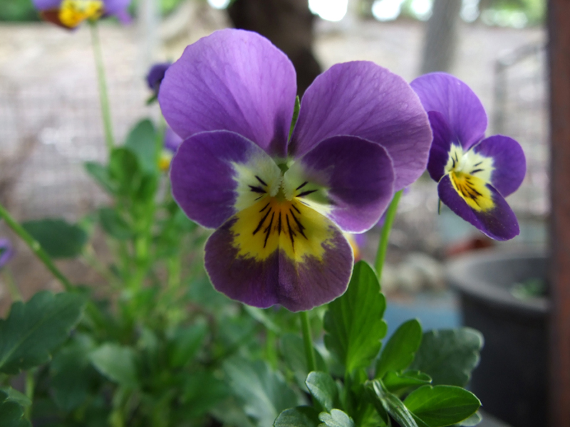 Viola schizzinosa
