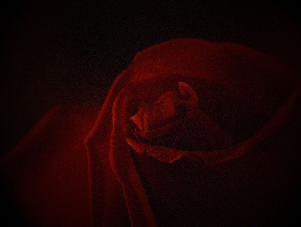 Black and Red: Colours Of The Passion