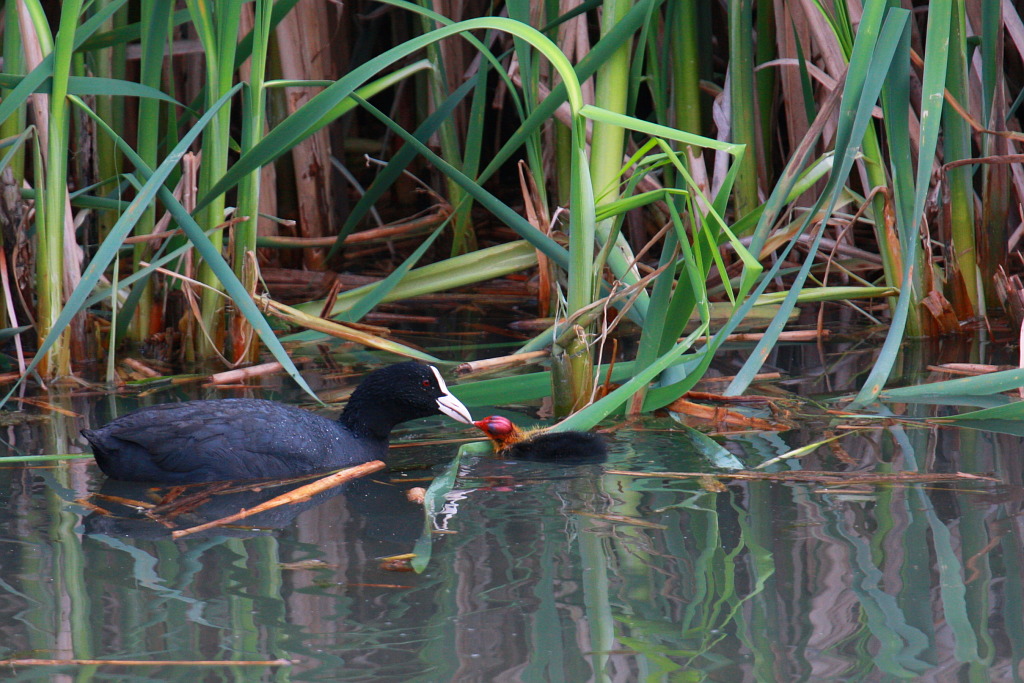 Primo assaggio fuori dal nido