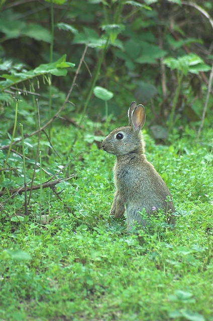 Il coniglietto di Monza