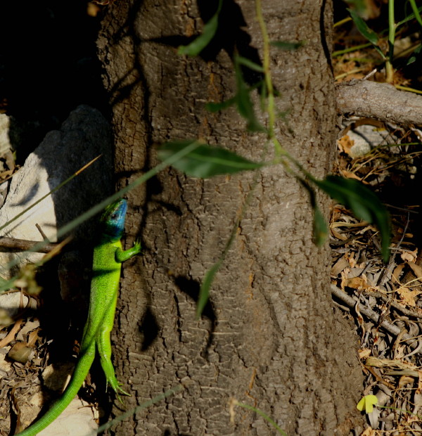 Rara presenza (ramarro)