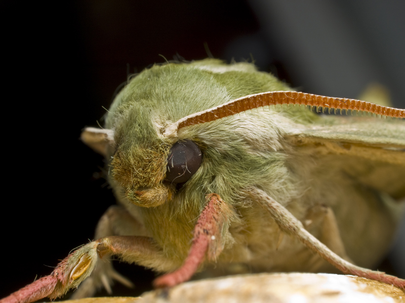 Falena- Sfinge del tiglio