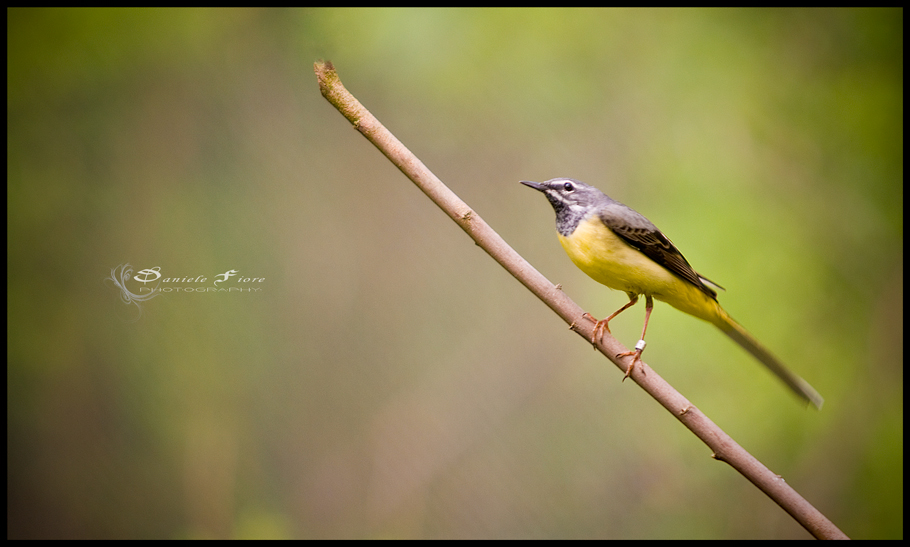 bird..........departing