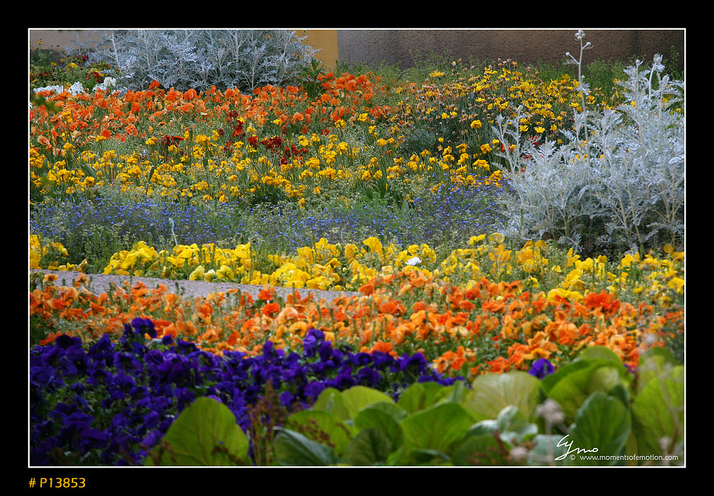 Arles - i giardini di Van Gogh