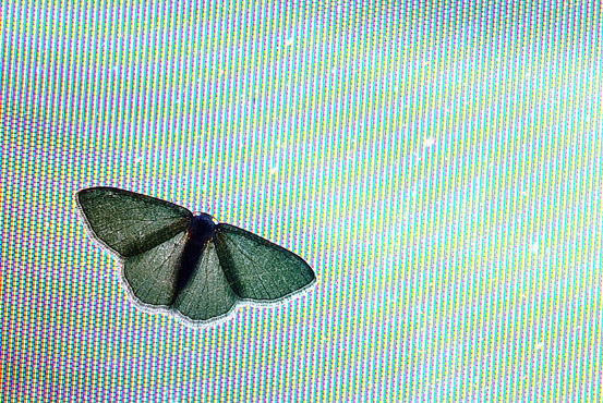 Digital Butterfly