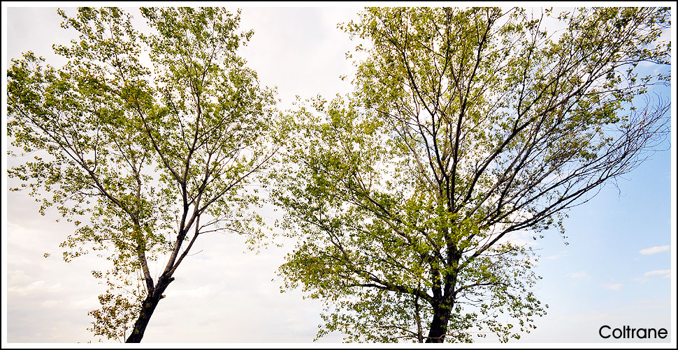 Mi ritorni in mente...