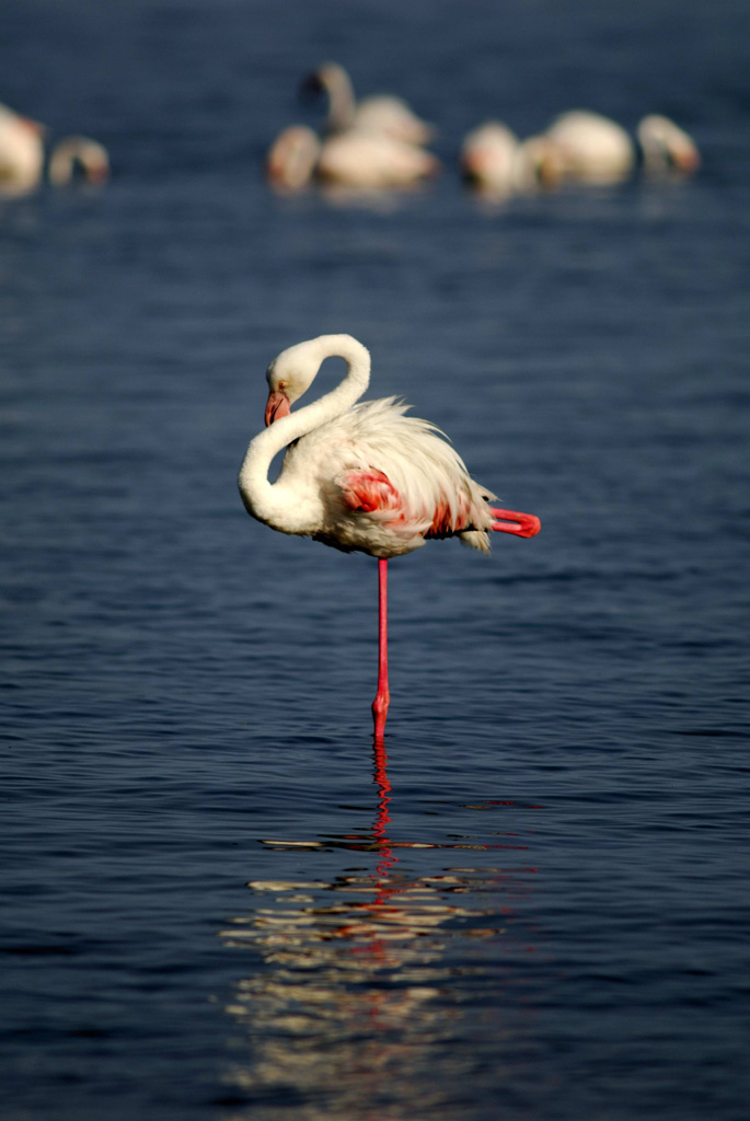 Fenicotteri