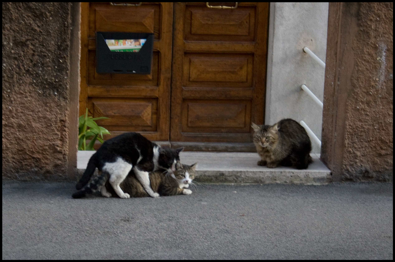 Il guardone