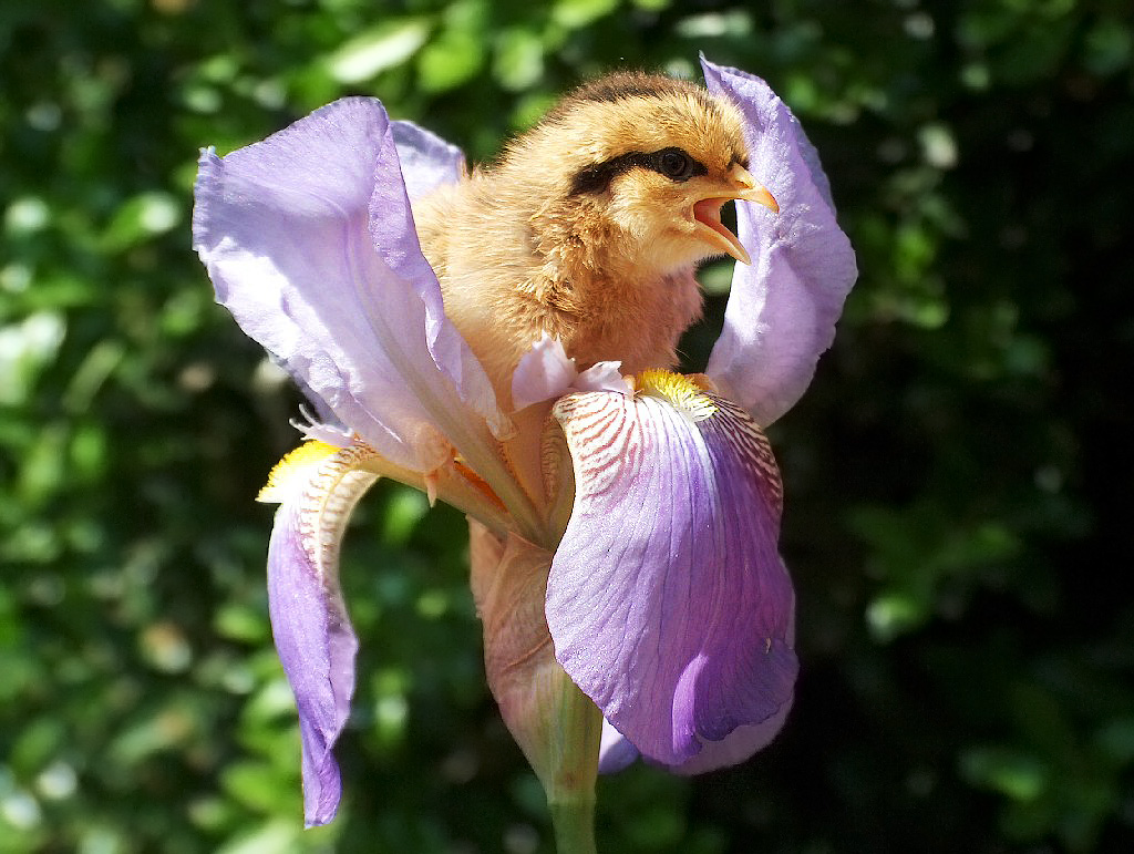 Sistemazione in "Top class"