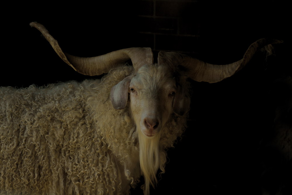 Ritratto di un vecchio caprone