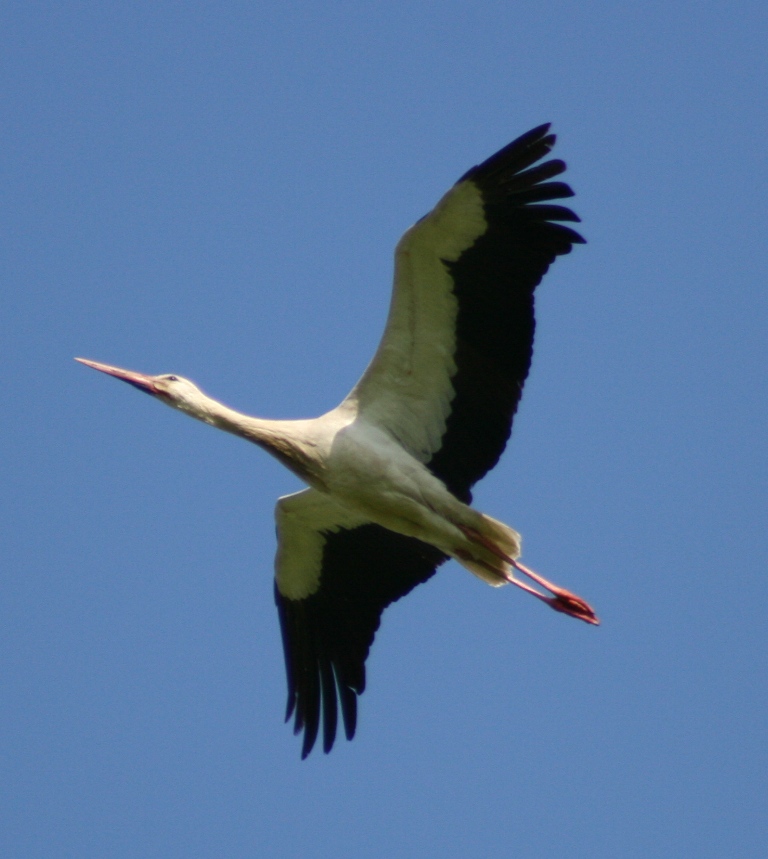 Il Volo della Cicogna