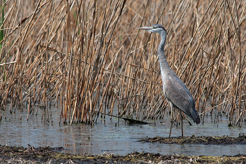 Airone Cenerino Ambientato