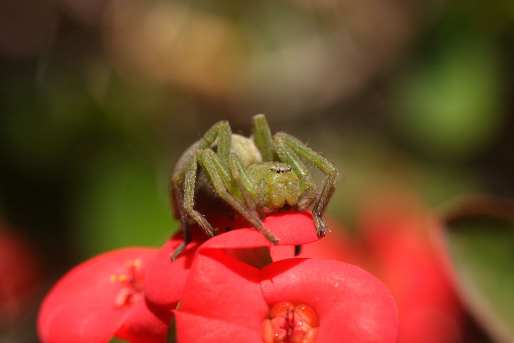 ragno su spina di cristo