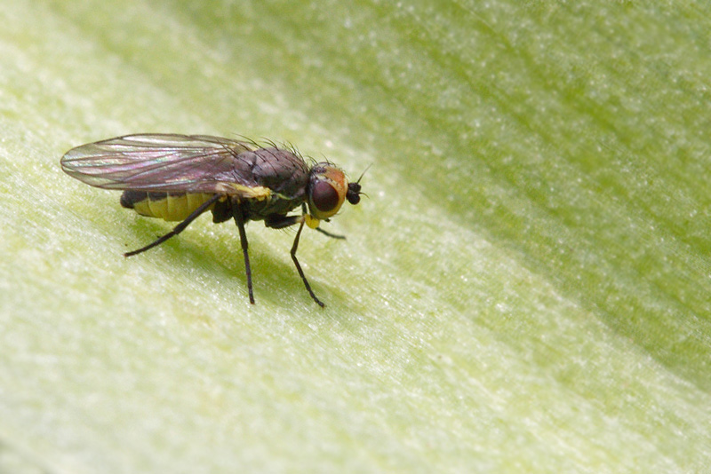 Dittero (circa 4mm)