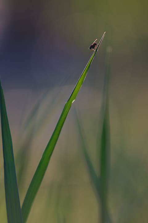 L'ora che volge al desio