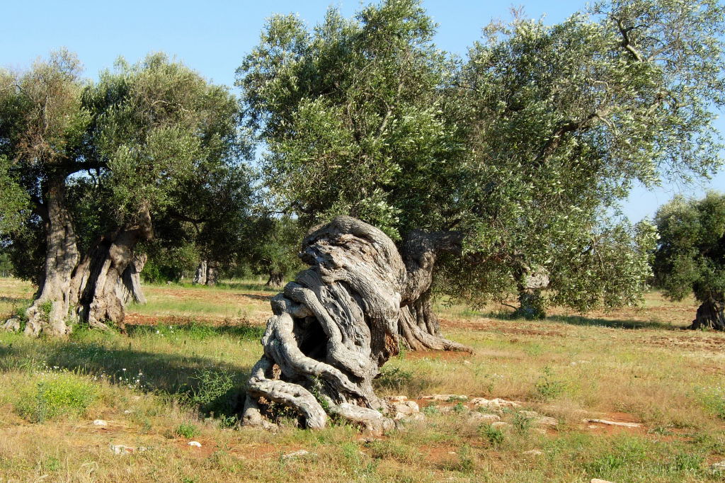 Ulivo Salentino