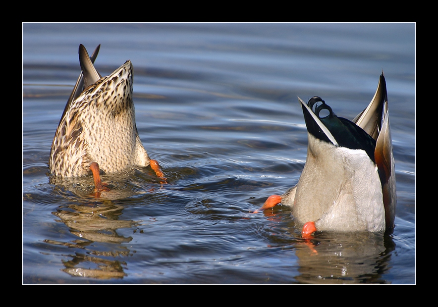 La coppietta (lato B)