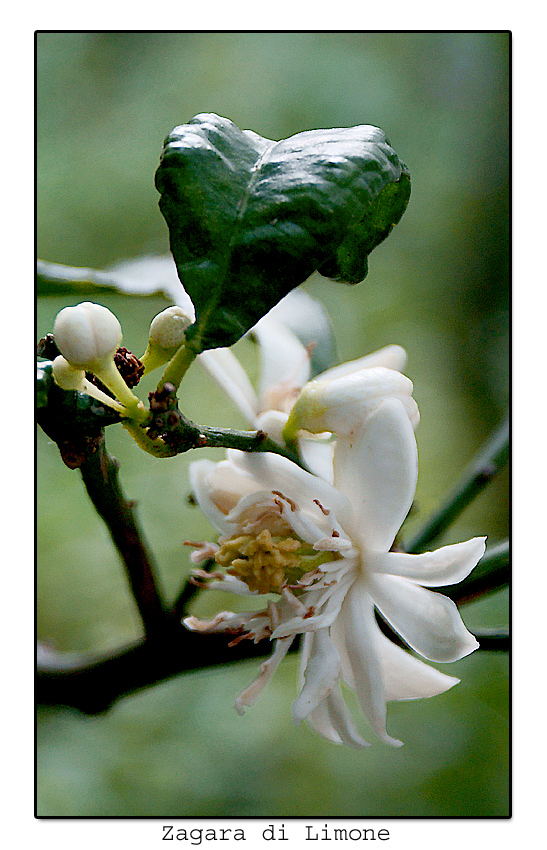 Zagara di Limone