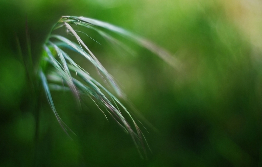 Green bokeh