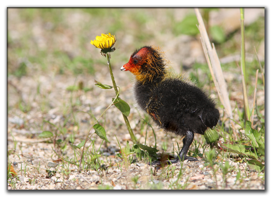 Piccola e nera (folaghetta).