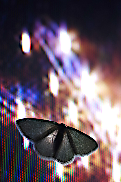 Digital Butterfly