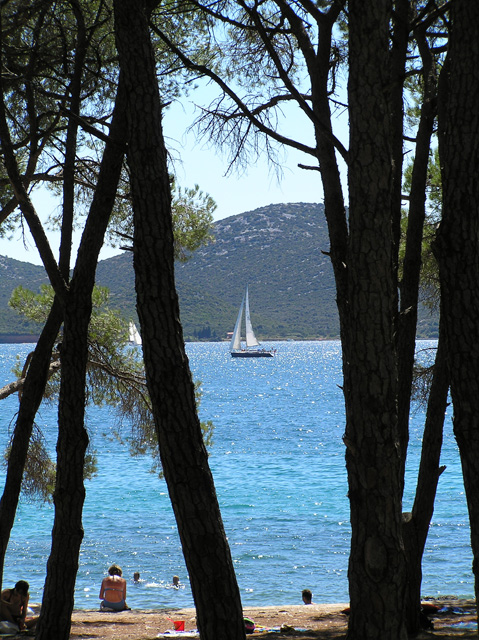 Croazia - Biograd: particolare in Pineta Soline