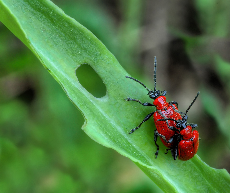 CARPE DIEM.... ( 2� pos.)