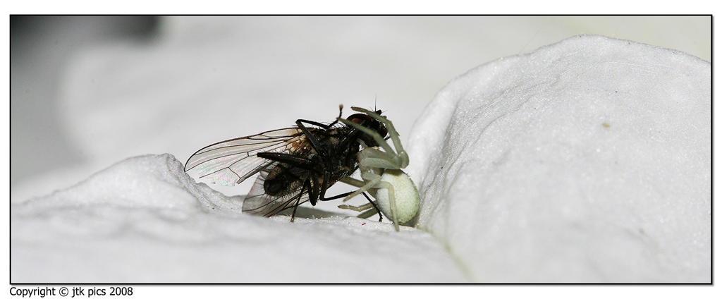 chi la spuntera' tra i due?