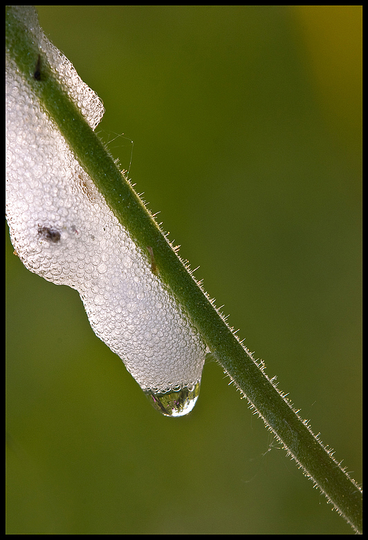 l opera della Philaemus leucophthalmus (sputacchina)