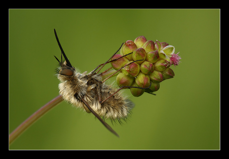 Bombylius minor su fiore
