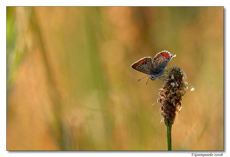 sono arrivate!!!....