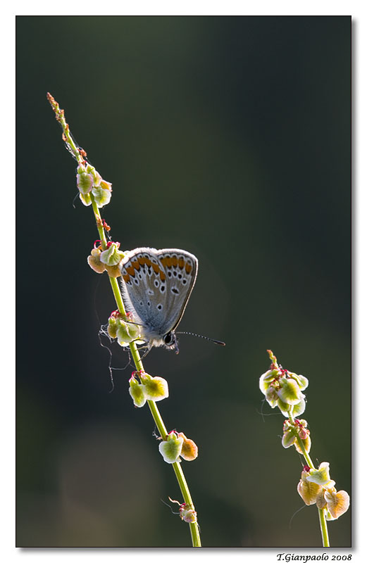 lice in controluce...