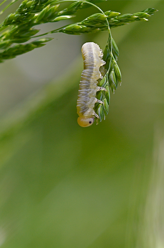 Staaaaasera mi butto...