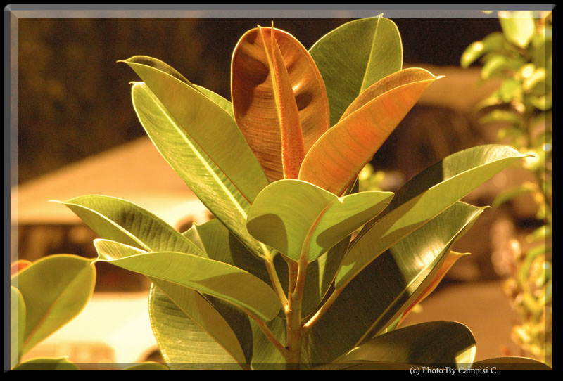 Ficus