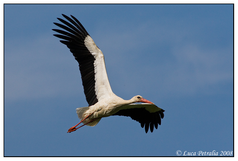 Cicogna (Ciconia Ciconia)