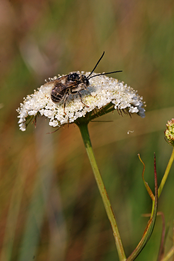 lass� qualcuno mi ama