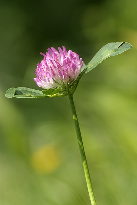 Un fiorellino comune