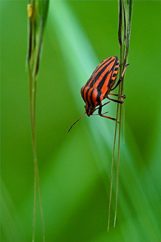 Graphosoma