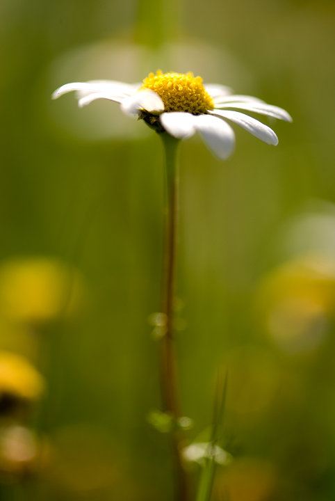 Incontro ravvicinato