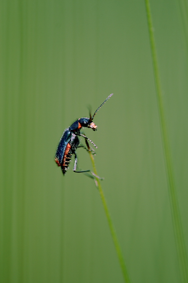 04 - dedicata a luciano