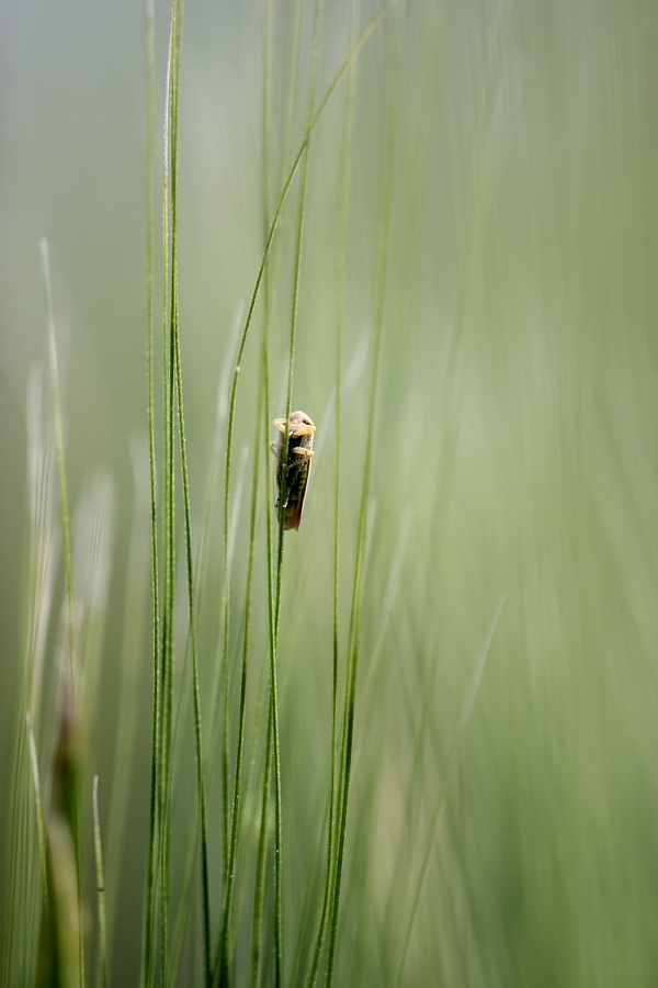 03 - dedicata a squarta