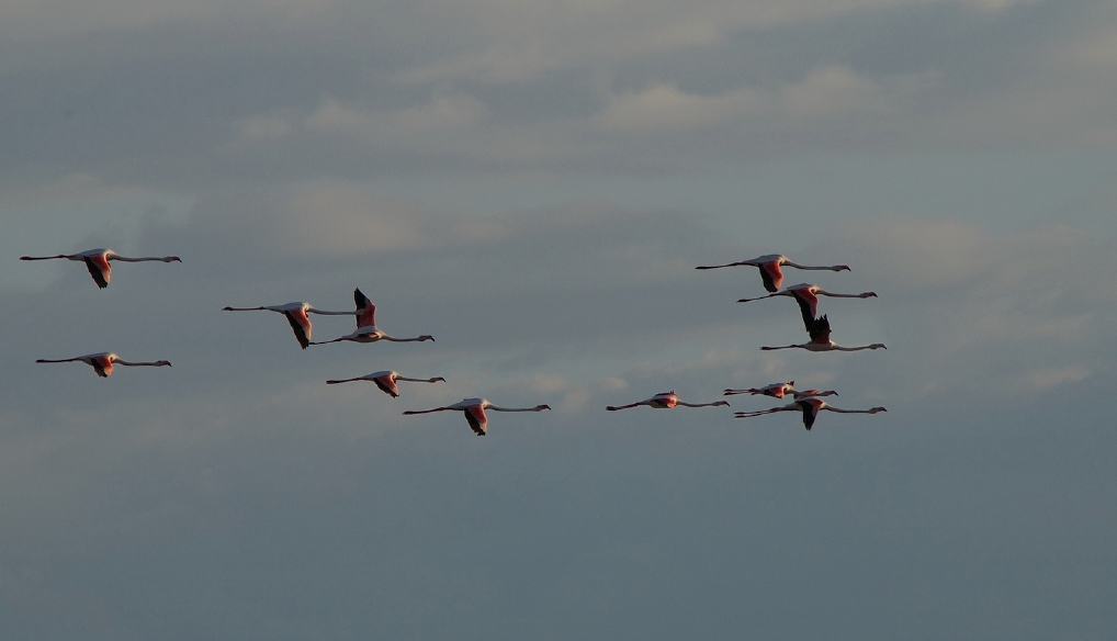 Fenicotteri in formazione
