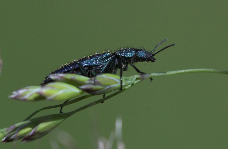 .-.-. insettino .-.-.