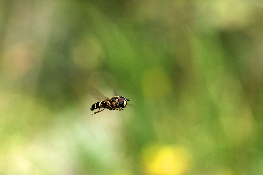 In volo